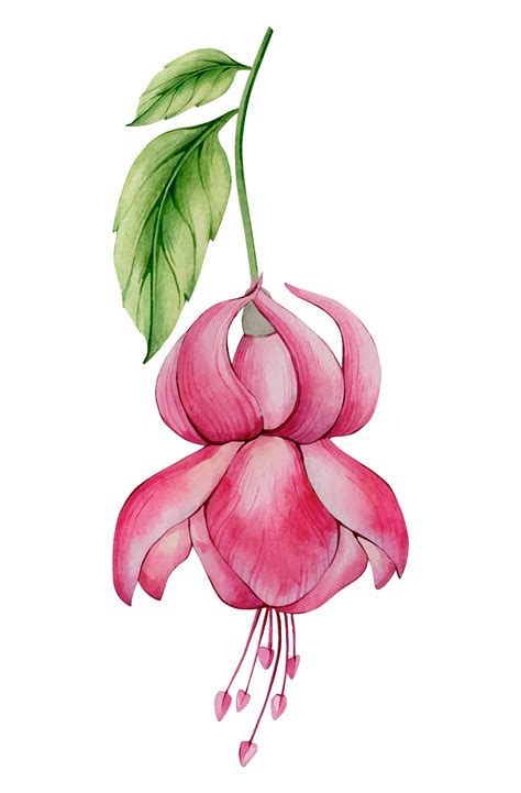 natural fuchsia flower colors 10