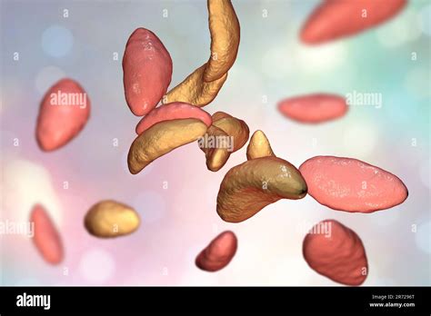 Toxoplasma gondii in tachyzoite stage, illustration. T. gondii is a ...