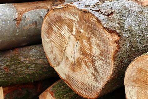 tree trunk wood firewood annual  photo  pixabay pixabay