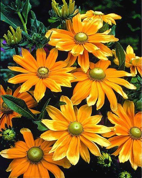 Rudbeckia Prairie Sun | All-America Selections