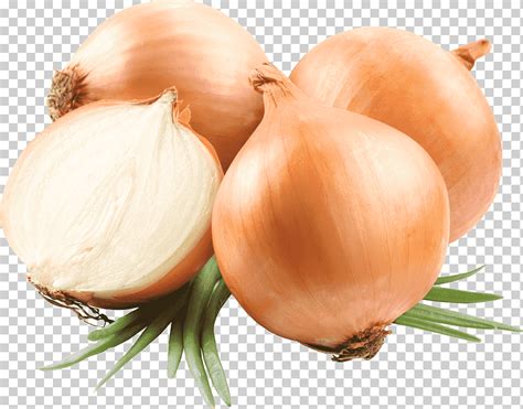четыре коричневых лука, несколько луковиц, еда, овощи, лук png | Klipartz