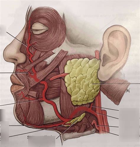 facial artery Diagram | Quizlet