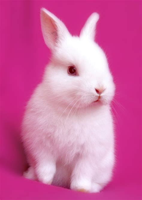 Pink Rabbits