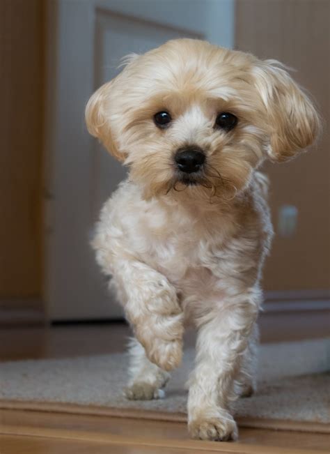 15 Best Lap Dogs for a Life of Maximum Snuggle Time | The Dog People by