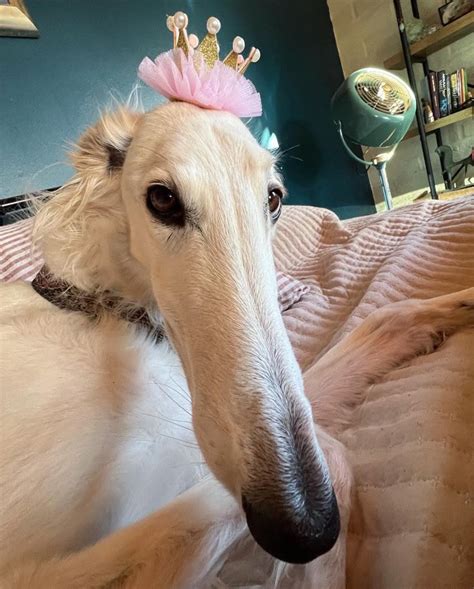 Silly Borzoi Dog with Pink Crown