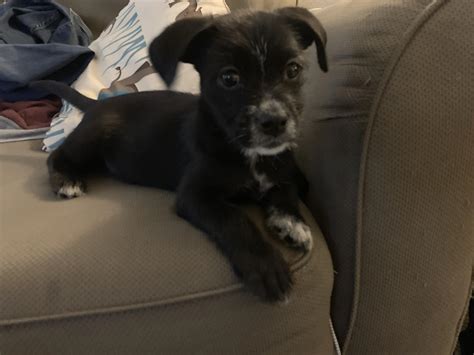 My boyfriend and I just got a new puppy...supposedly a Maltese/pit mix. Anyone have any idea? : aww