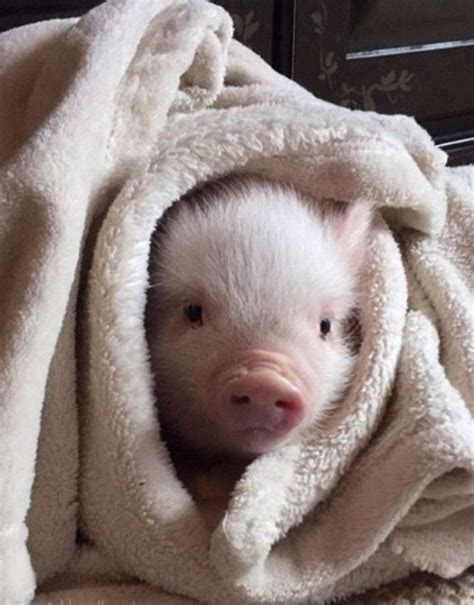 Cute Pig In A Blanket