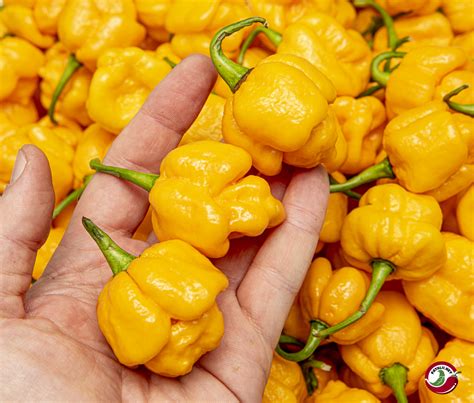 moruga yellow fatalii seeds