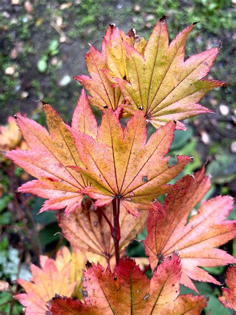 Acer Shirasawanum Aureum - Poppins Plants