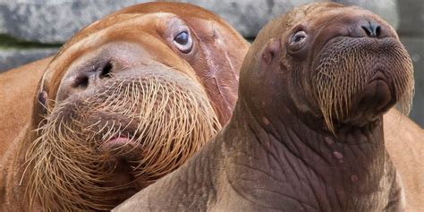 Baby Arctic Walrus