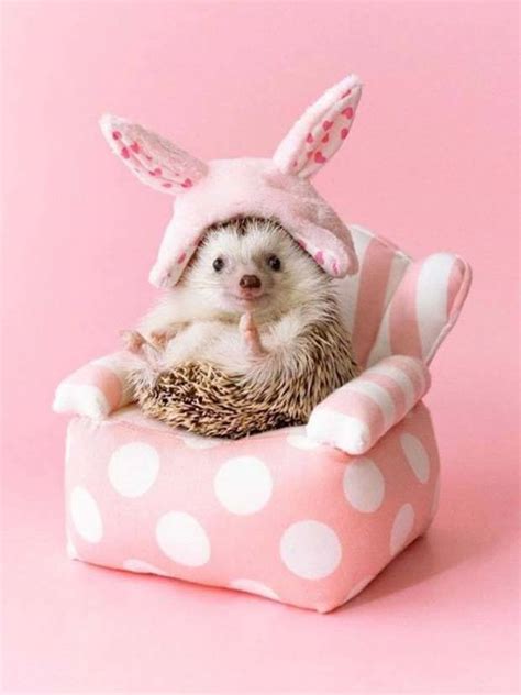 Hedgehogs Are So Cute | KLYKER.COM