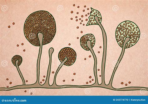 Structure Of Mucor Mold, Black Fungus Royalty-Free Cartoon ...