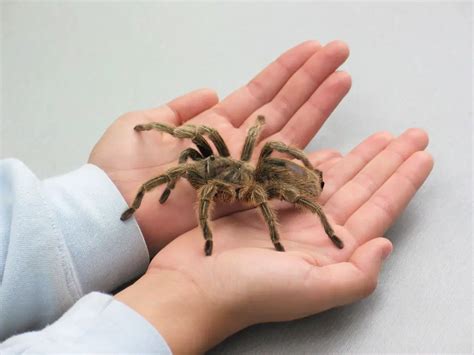 The Biggest Spider In The World - A Creature of Myth and Legend ...
