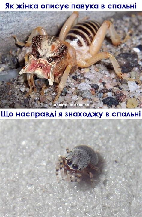 Як жінка описує павука в спальні
