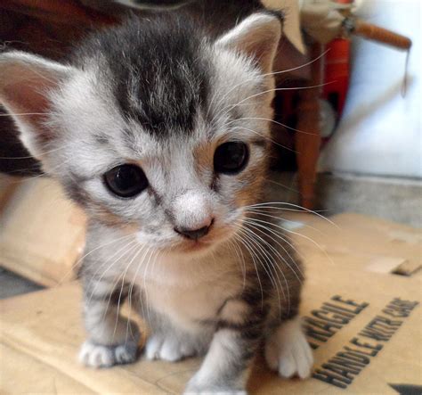 Little Cute Kitties at Cameron Whitman blog