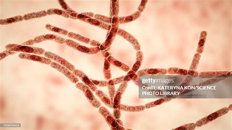 Anthrax Bacteria Illustration High-Res Vector Graphic - Getty Images