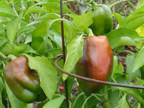 How to Get a Green Bell Pepper to Turn Red - Dengarden