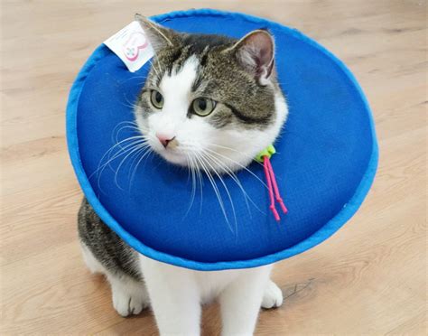 Wie finde ich den richtigen Halskragen für meine Katze? - CatPerfect