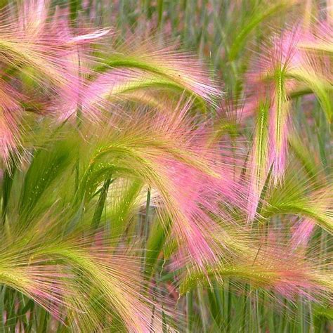 Купить семена Ячмень гривастый (Hordeum jubatum) 0,1г ИП Григорьев А.Ю ...