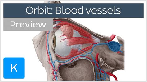 overview  blood vessels   orbit preview human anatomy