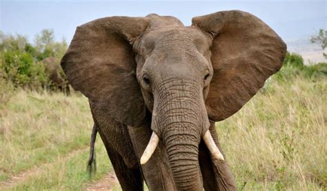 African Forest Elephant - Facts, Diet & Habitat Information