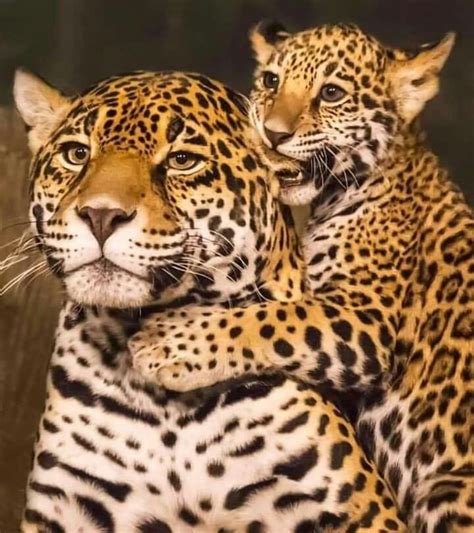 Pin by Eva Sánchez on Animales | Animals, Cute animals, Animals beautiful