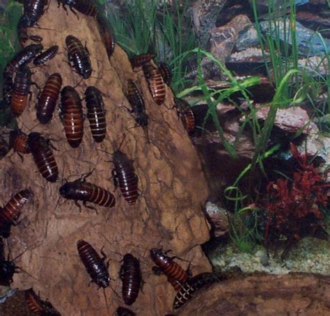 Madagascar Hissing Roach: WhoZoo