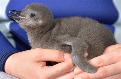 PHOTOS: Cutest Penguin Pictures And Fun Facts To Celebrate World ...