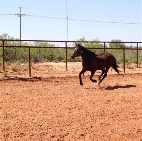 Pin by Kristina Trujillo on ️~JR MERCEDE~ ️ | Horses, Horsey, Breeds