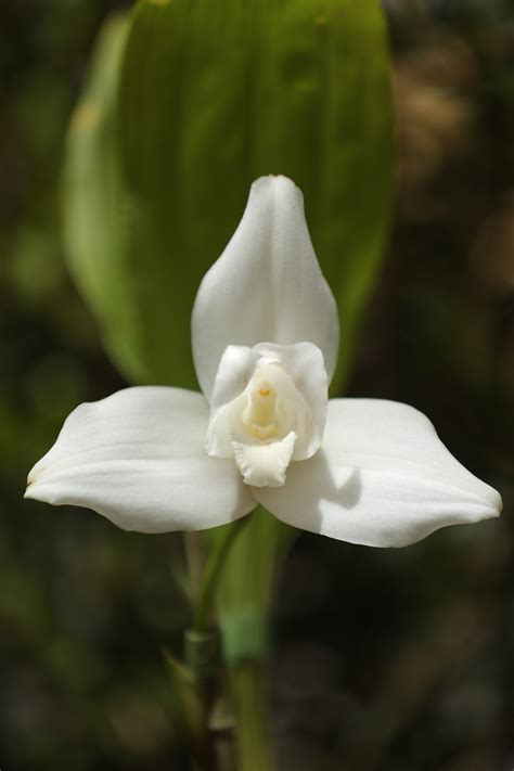 La monja blanca reina entre las flores – Diario de Centro América