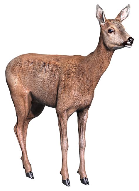 Doe - DayZ Wiki