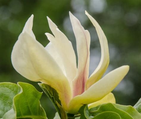 Magnolia Sunsation - Horticentre - Your Family Run Garden Centre in ...
