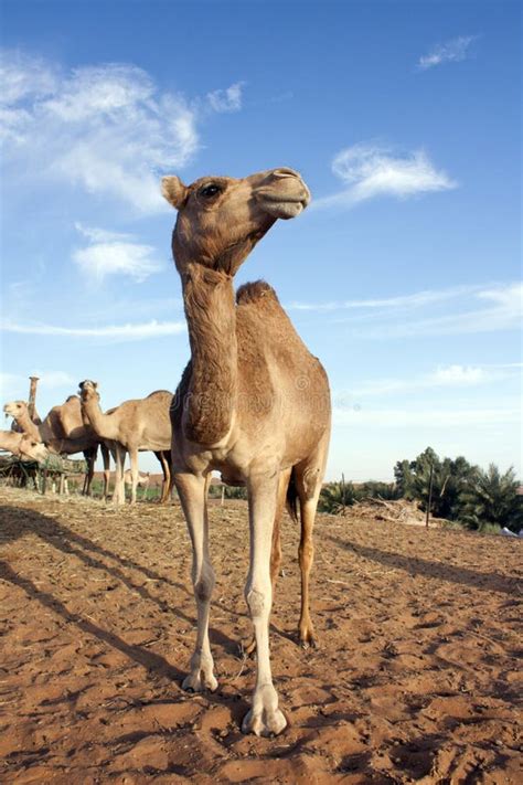 Camelos em Dubai foto de stock. Imagem de dubai, arabia - 54587224