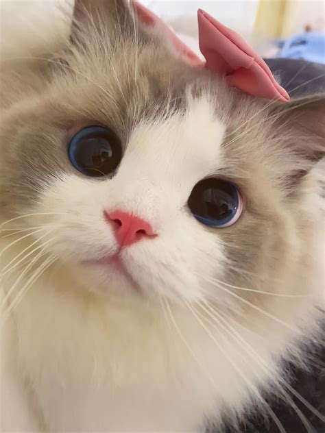 Pin by Kazumi on Cat | Pretty cats, Cute cats and dogs, Cute cats