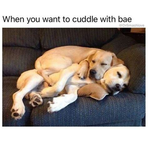 19 Silly Dating Memes To Send To Your Crush | Dog cuddles, Cute dog