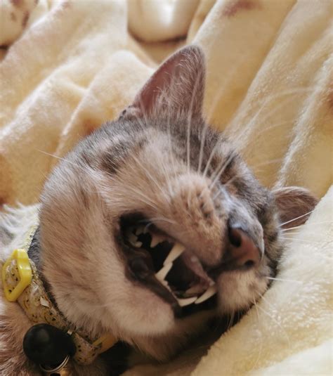 scrunch face 8