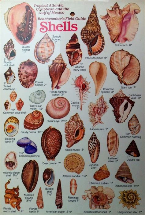 Tropical & Caribbean Sea Shells ID Guide Seashell Art, Seashell Crafts, Shells And Sand, Sea ...