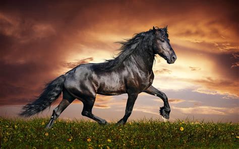Arabian Horse Wallpapers - TopHinhAnhDep