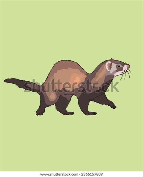 Ferret Side View Animal Ferrets Stock Vector (Royalty Free) 2366157809 ...