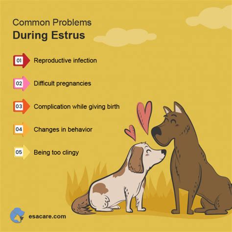 How Long Is A Dog In Heat? Signs of Your Dog in Heat - ESA Care