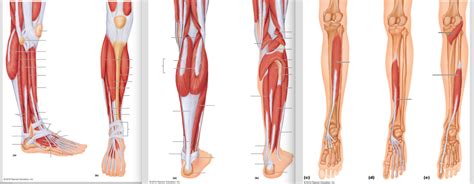 Anatomy Lab Quiz 11/13 Legs Diagram | Quizlet