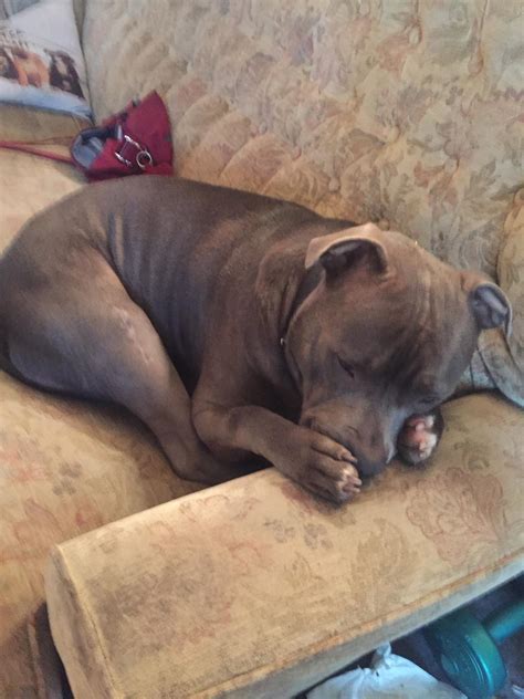 Titus: 3 years 9 months old staffy | Scrolller