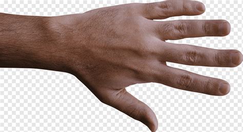 Hand, png | PNGWing