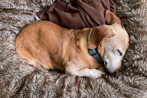 The 9 Best Calming Beds for Anxious Dogs