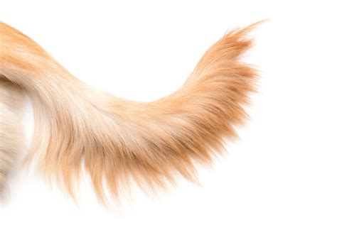 dogs tail tells