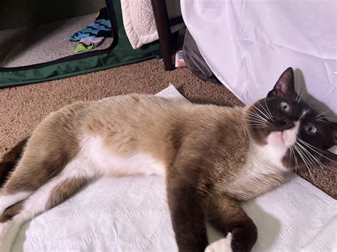 I wanna give this male cat a nice organic name, like of a crop or tree