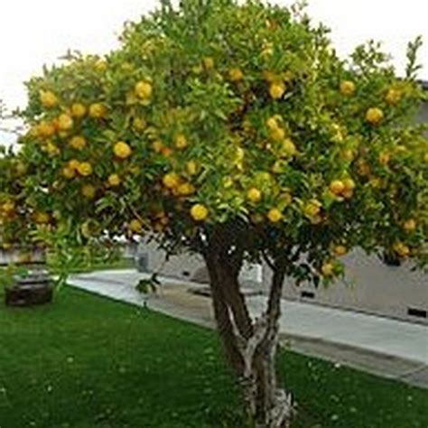 Eureka Lemon Tree | Star Nursery Garden and Rock Centers