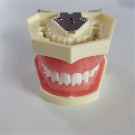 Учебная модель челюсти с зубами 28 шт. Dental Study Model ...
