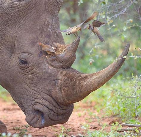 Oxpecker Birds Rhino