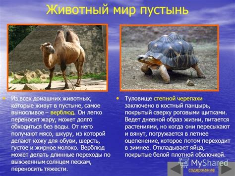 Какие животные обитают в пустыне?